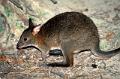 wallaby 2